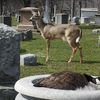 Video: Adorable Friendship Between Goose, Deer In Buffalo